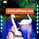 Cisnes theme screenshot