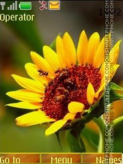 Sunflowers swf tema screenshot