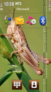 Young Grasshopper On Grass tema screenshot