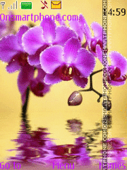Tenderness Orchid theme screenshot