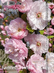 Spring Blossom tema screenshot