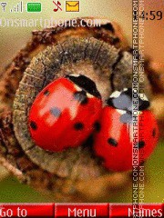 Ladybugs 01 theme screenshot
