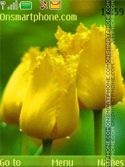 Скриншот темы Yellow Tulip