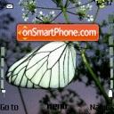 Butterfly 125 tema screenshot
