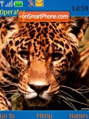 Wild Cats tema screenshot