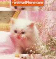 Cute Kitty tema screenshot