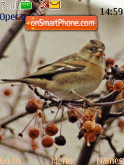 Winter Birds tema screenshot