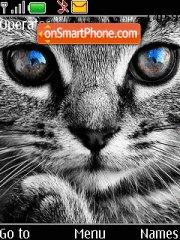 Cats with blue eyes tema screenshot