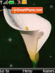 Calla lily animated theme screenshot