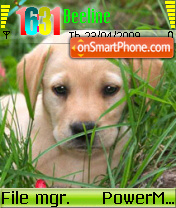 Cool Puppy Theme-Screenshot
