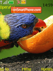 Parrots Animated tema screenshot