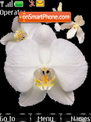 White Orchid Theme-Screenshot