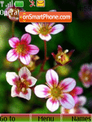 Spring_Flowers tema screenshot