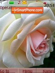 The white roses tema screenshot