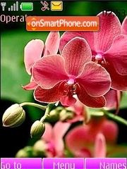 Capture d'écran Orchid thème