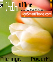 Tulips 08 es el tema de pantalla