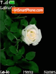 SWF white rose - anim Theme-Screenshot