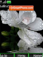White flower anim theme screenshot