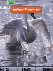 Swan animation es el tema de pantalla