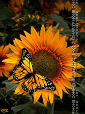 sunflowers animated tema screenshot