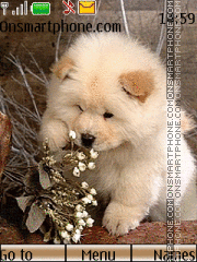 Cute Puppy 01 es el tema de pantalla