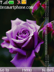 Скриншот темы Purple rose