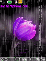 Purple tulip in rain tema screenshot