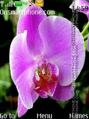 Скриншот темы Orchids