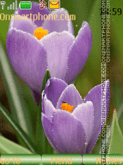 Capture d'écran Purple flowers thème