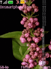 Lilac Theme-Screenshot