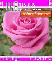 Rose theme screenshot