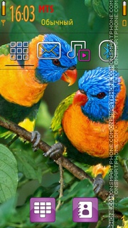 Rainbow coloured parrots theme screenshot