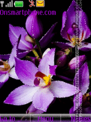 Capture d'écran Purple Orchid thème