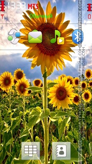 Sunflower es el tema de pantalla